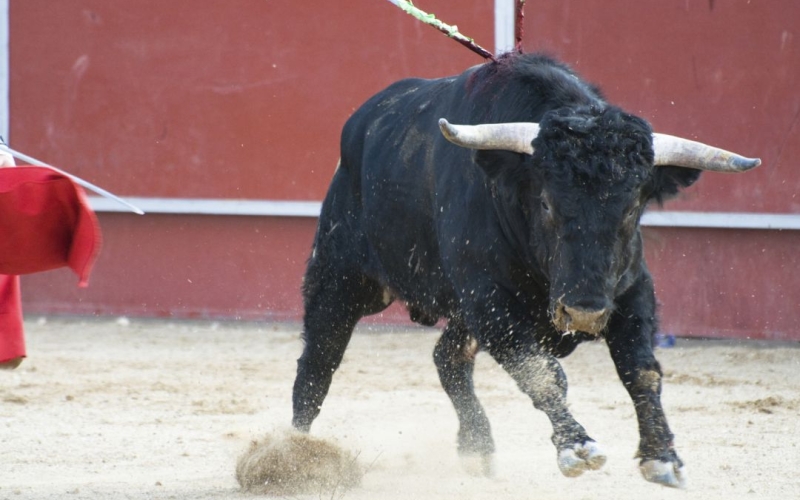 Regresan los toros a Ávila